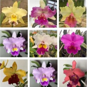 KIT 20 Mudas de Orquídeas Cattleya Identificada - Jardim com Flores